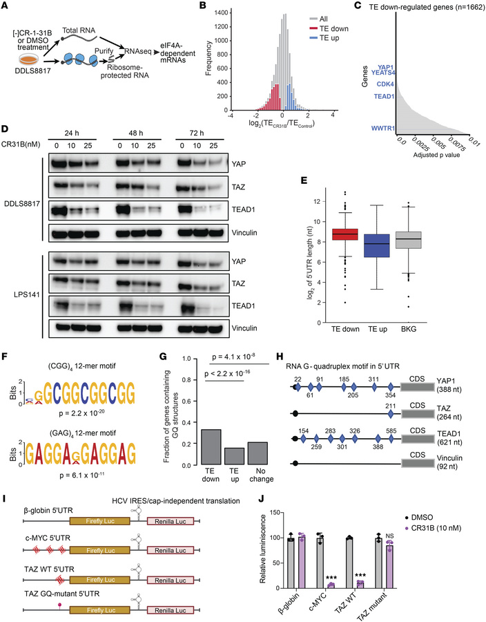 Ribosome footprinting identifies eIF4A-dependent mRNAs in DDLS cells.
(A...