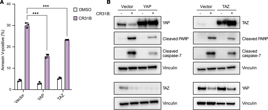 eIF4A-independent expression of YAP or TAZ partially rescues [-]CR-1-31B...