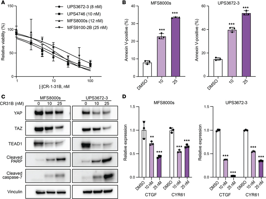 [-]CR-1-31B decreases expression of YAP, TAZ, and TEAD1 in MFS/UPS cells...