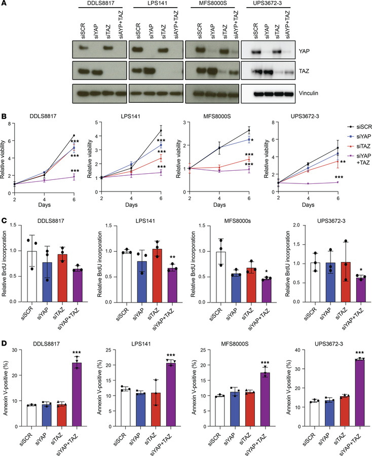 Knockdown of YAP and TAZ decreases proliferation and increases apoptosis...