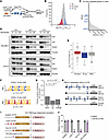 Ribosome footprinting identifies eIF4A-dependent mRNAs in DDLS cells.