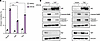 eIF4A-independent expression of YAP or TAZ partially rescues [-]CR-1-31B–in