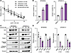 [-]CR-1-31B decreases expression of YAP, TAZ, and TEAD1 in MFS/UPS cells.
