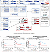 Molecular characterization of the Hippo pathway and eIF4 genes in WDLS, DDL
