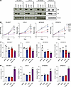 Knockdown of YAP and TAZ decreases proliferation and increases apoptosis in