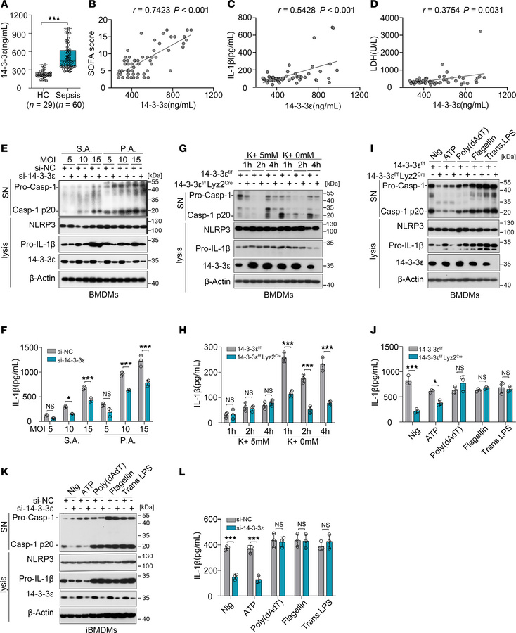14-3-3ε specifically promotes the activation of NLRP3 inflammasome.
(A) ...