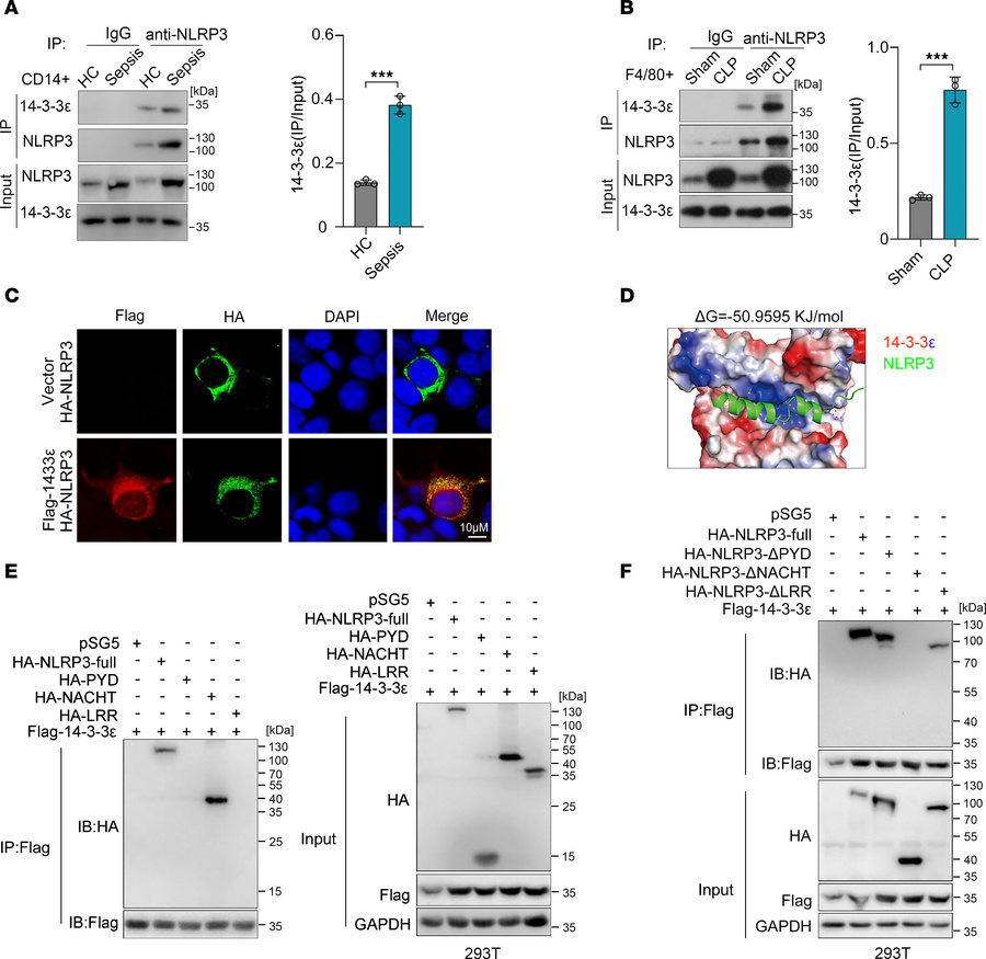 14-3-3ε interacts with the NACHT domain of NLRP3.
(A) Co-IP analysis of ...