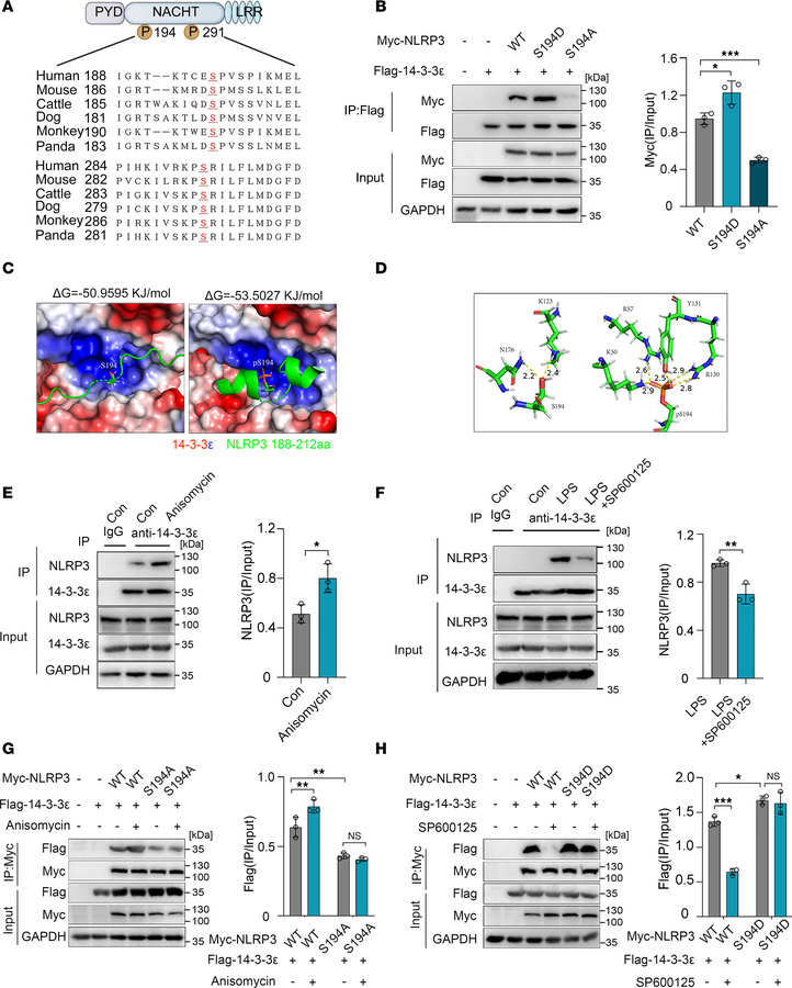 14-3-3ε–NLRP3 interaction depends on NLRP3 phosphorylation at S194 posit...