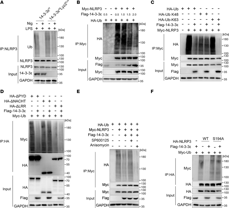 14-3-3ε promotes NLRP3 K63–linked deubiquitination via the phosphorylati...