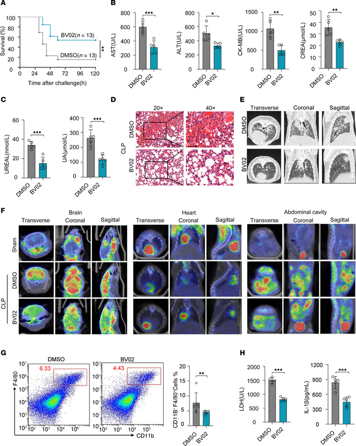 14-3-3 inhibitor protects mice from sepsis by alleviating organ injury a...