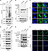 14-3-3ε facilitates the assembly of the NLRP3 inflammasome.