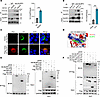 14-3-3ε interacts with the NACHT domain of NLRP3.