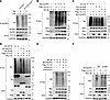 14-3-3ε promotes NLRP3 K63–linked deubiquitination via the phosphorylation