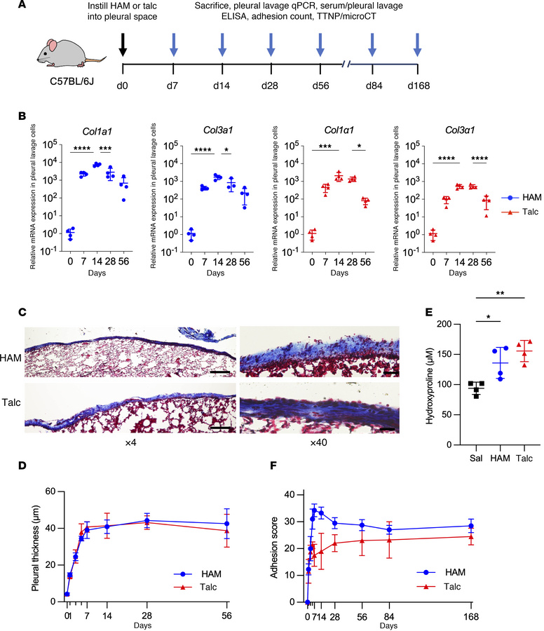 Comparison of HAM and talc induced pleural fibrosis and fusion.
(A) Sche...