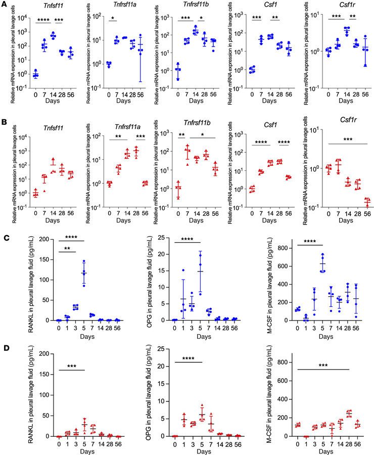 Osteoclastogenic cytokines induced by HAM and talc pleurodesis.
(A and B...