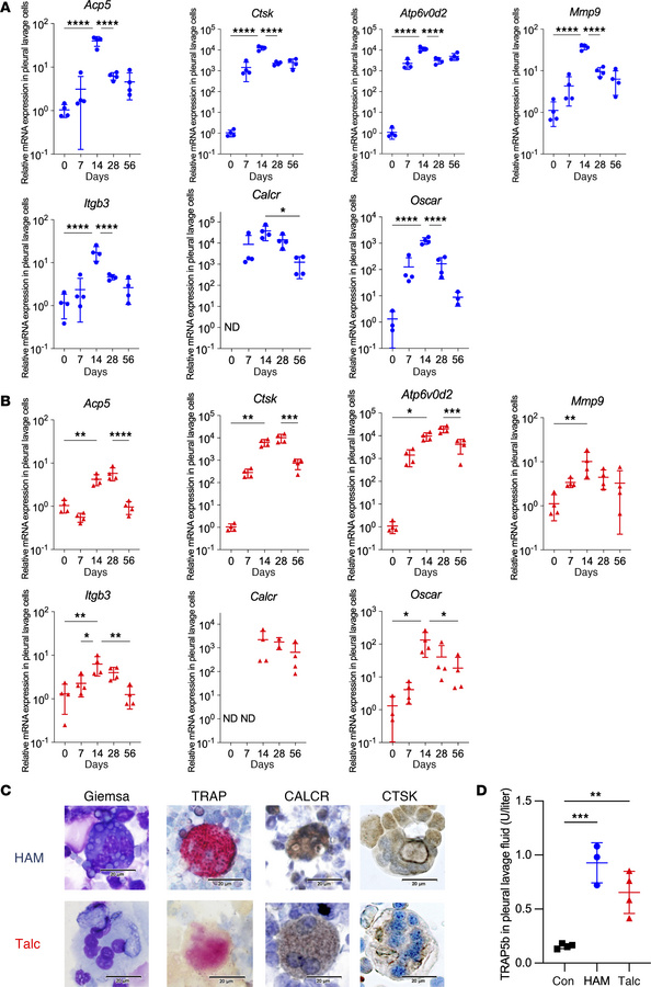 Osteoclast genes and proteins induced by HAM and talc pleurodesis.
(A an...