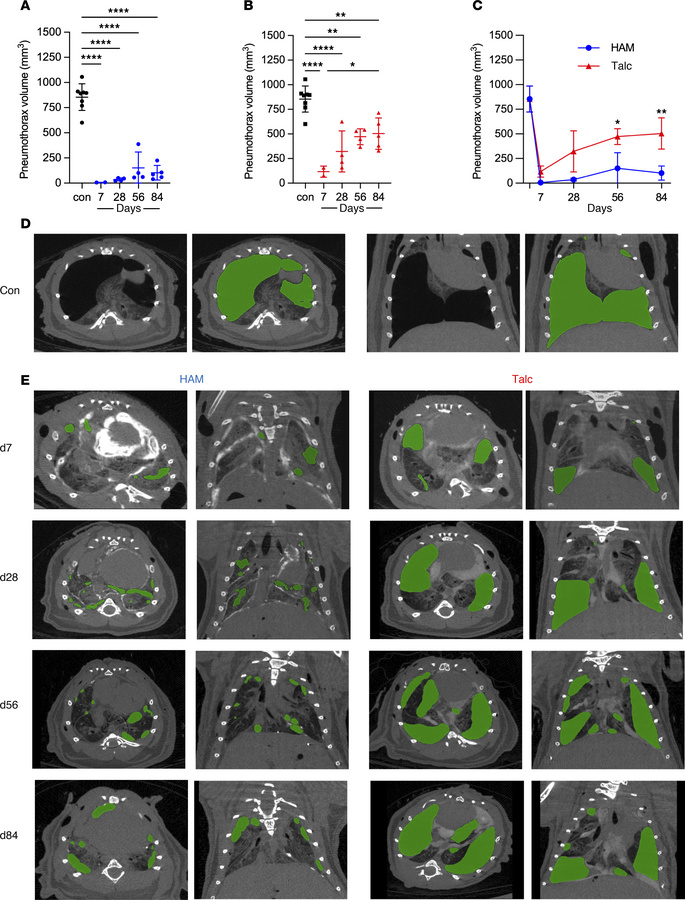 Effectiveness of HAM and talc for pleurodesis.
Mice were sacrificed at t...
