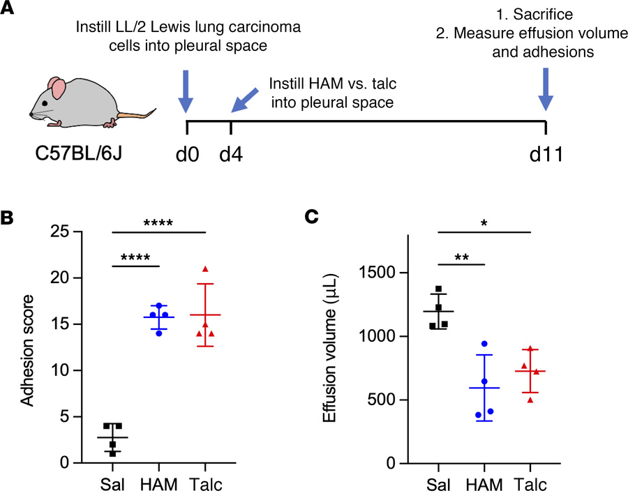 Effectiveness of HAM and talc pleurodesis for malignant effusion.
(A) Mi...