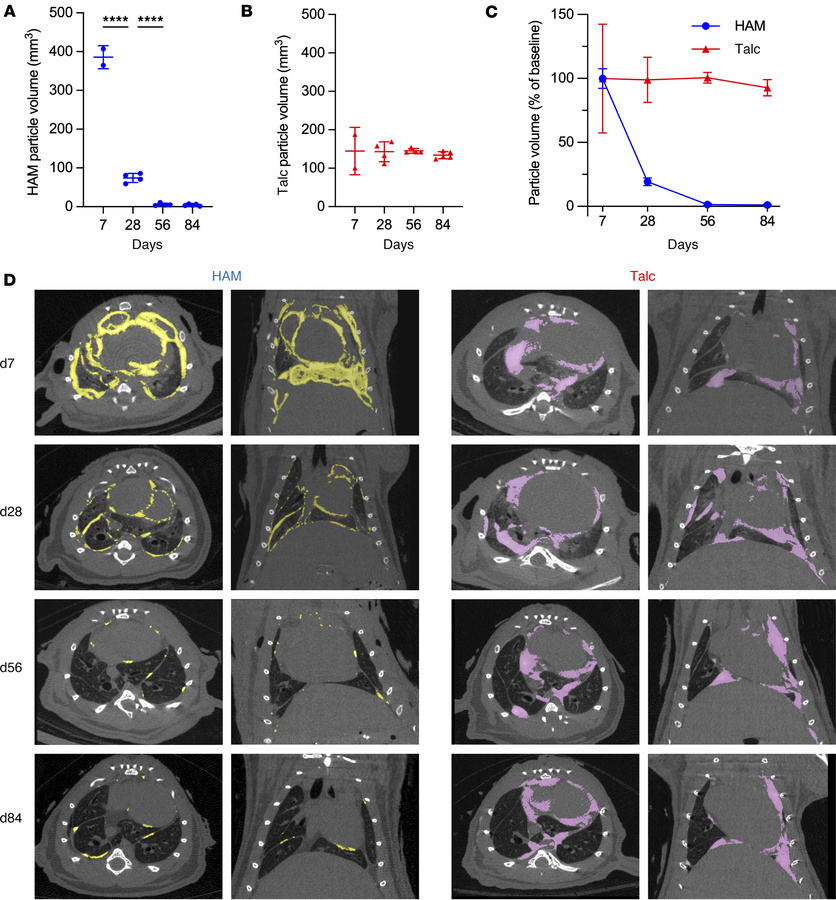 Clearance of HAM and talc particles over time.
Mice that had been treate...