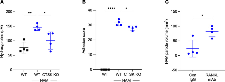 Effects of blocking osteoclast activity on pleural fibrosis and particle...