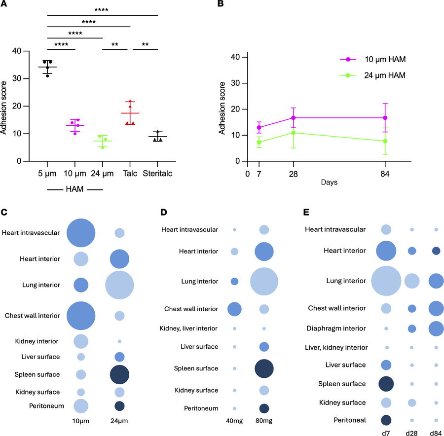 Adhesion formation, dissemination, and clearance of HAM particles.
(A) P...