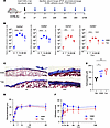 Comparison of HAM and talc induced pleural fibrosis and fusion.