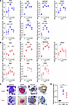 Osteoclast genes and proteins induced by HAM and talc pleurodesis.