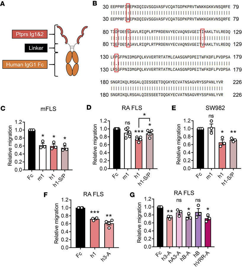 Inhibition of FLS migration by human Ig1&amp;2-Fc proteins.
(A) Scheme o...