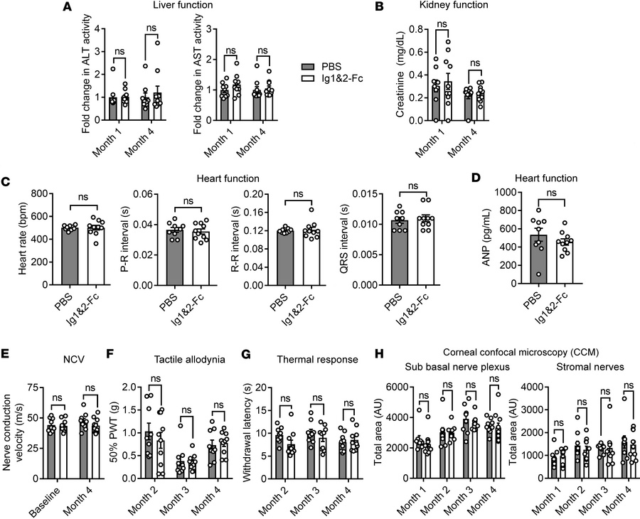Four-month study shows no adverse effects of Ig1&amp;2-Fc in mice.
(A) F...
