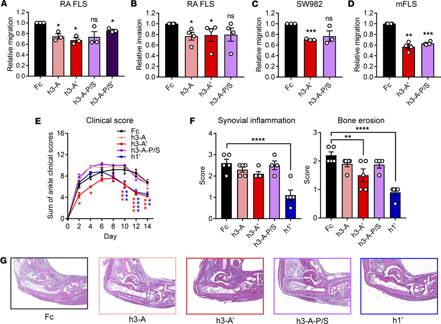 Additional Fc tag engineering improves Ig1&amp;2-Fc effect in vivo.
(A) ...