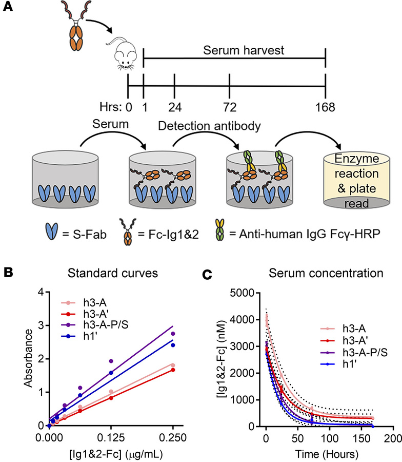 Half-life of Ig1&amp;2-Fc proteins in vivo.
(A) Schematic of the Ig1&amp...