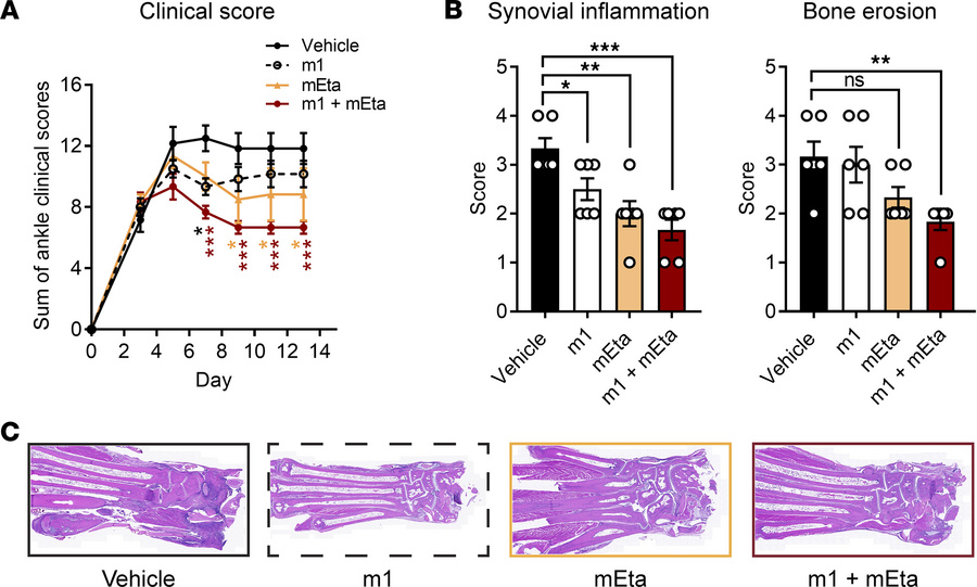 Combination treatment with Ig1&amp;2-Fc and mTnfr2 improves therapeutic ...
