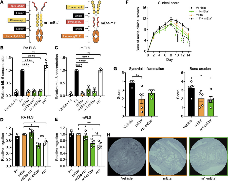 Bispecific fusion of Ig1&amp;2 to mTnfr2 mimics therapeutic combination....