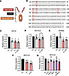 Inhibition of FLS migration by human Ig1&2-Fc proteins.