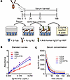 Half-life of Ig1&2-Fc proteins in vivo.