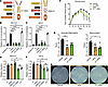 Bispecific fusion of Ig1&2 to mTnfr2 mimics therapeutic combination.