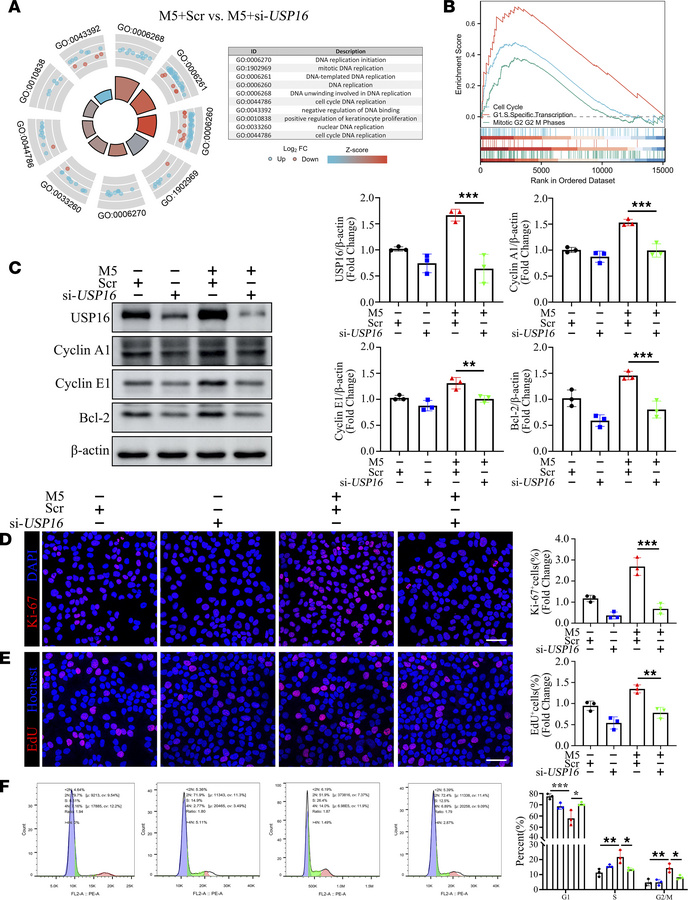 USP16 is required for keratinocyte proliferation.
(A) RNA-seq analysis o...