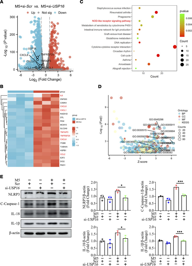 USP16 targets and regulates NLRP3 signaling in keratinocytes.
(A and B) ...