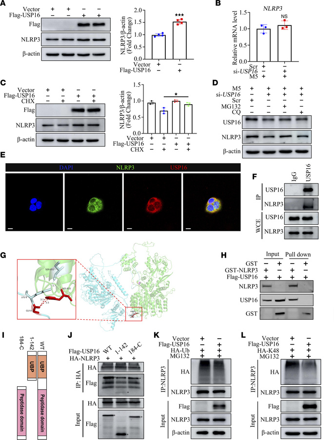 USP16 interacted and stabilized NLRP3 by inhibiting its K48 ubiquitinati...