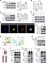 USP16 interacted and stabilized NLRP3 by inhibiting its K48 ubiquitination.