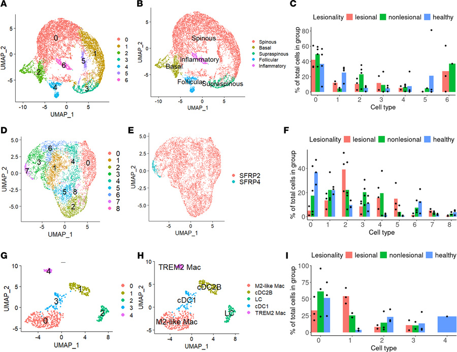 Cellular composition in PPP and healthy skin by subclusters.
(A) UMAP of...