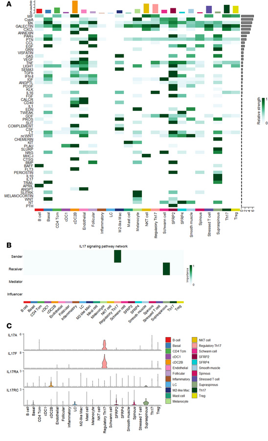 Cell-cell communication analysis revealed IL-17 signaling exclusively in...