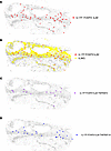 CosMX spatial analysis confirmed regulatory Th17 cells as a key driver of i