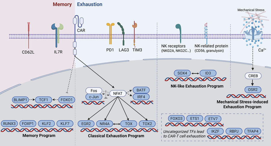 Overview of the transcriptional regulatory networks that drive CAR-T cel...