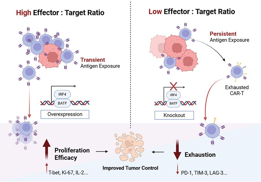 Distinct antitumor effects of BATF and IRF4 manipulation under different...