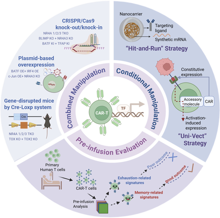 Strategies for TF manipulation to augment CAR-T cell antitumor activity....