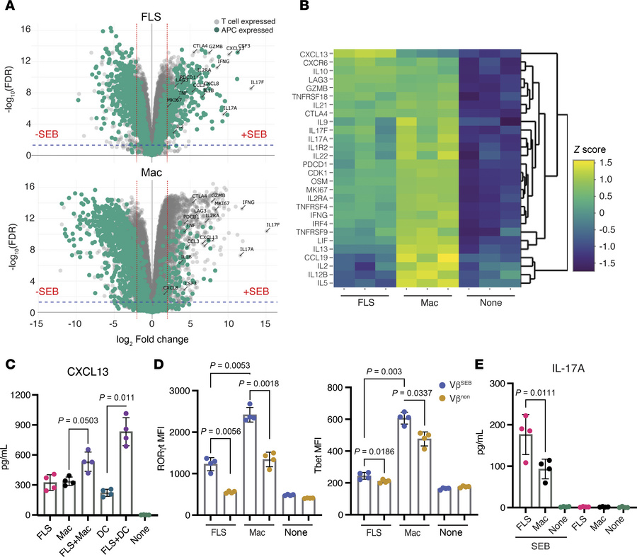 Distinct transcriptional and functional T cell responses to antigen pres...
