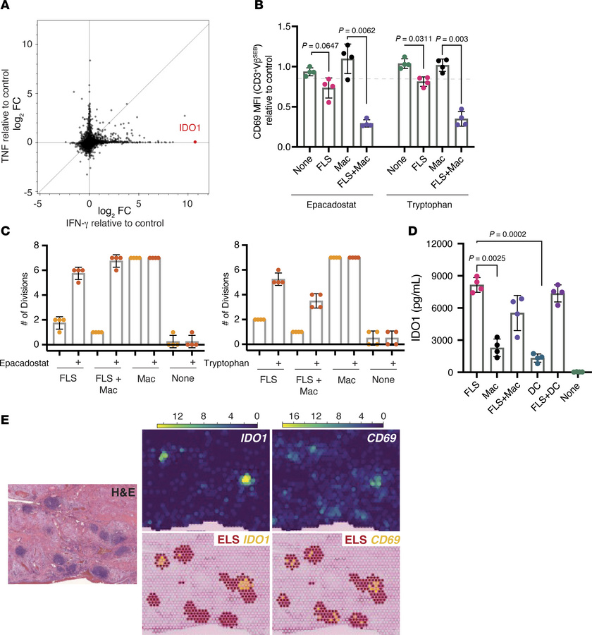 IDO1-induced tryptophan depletion within ectopic lymphoid structures is ...