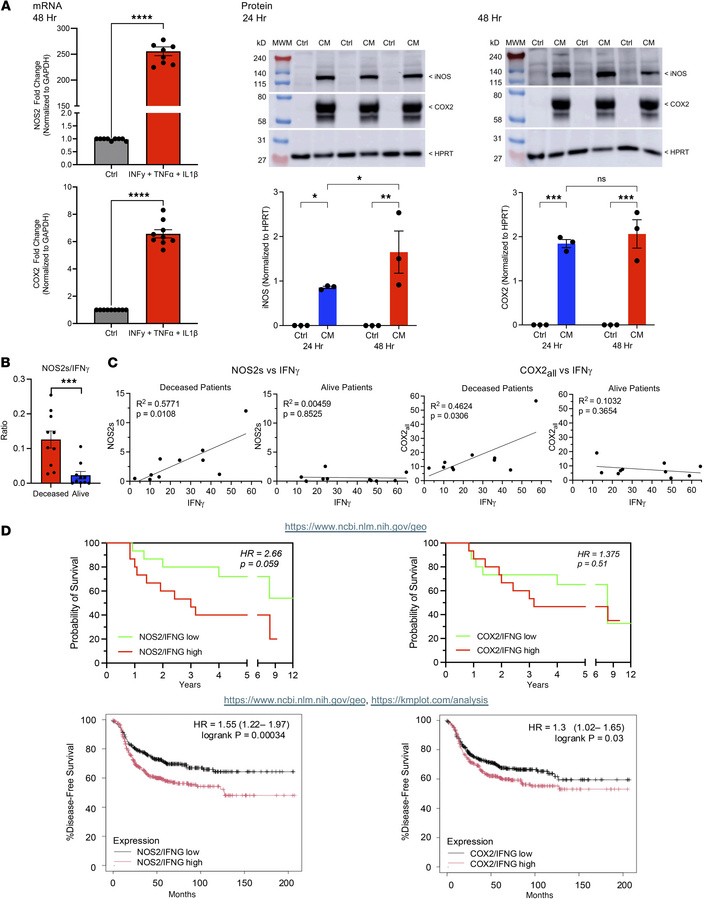 Cytokine-induced NOS2 and COX2 expression.
(A) Gene expression (left) an...