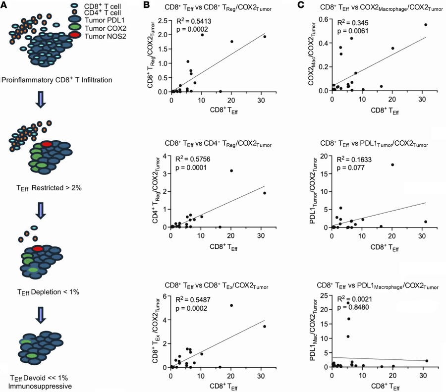 Tumor COX2 promotes immune cold regions.
(A) Schematic showing immunosup...